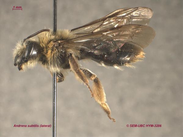 Photo of Andrena subtilis by Spencer Entomological Museum